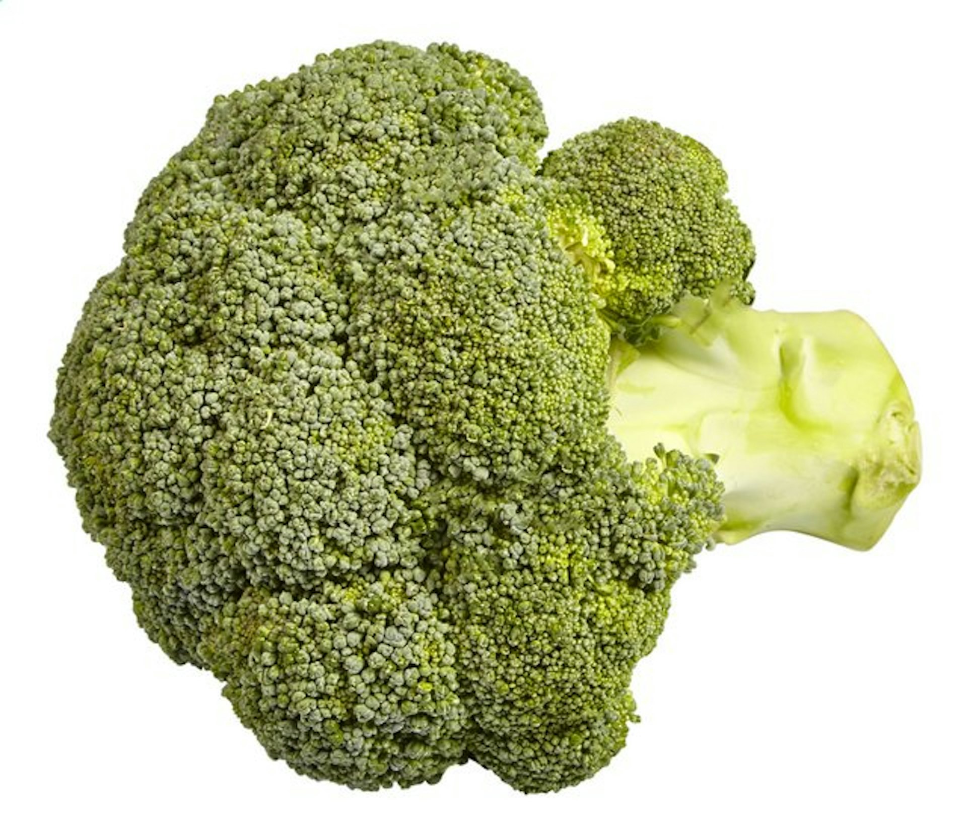 broccoli 1st 500g